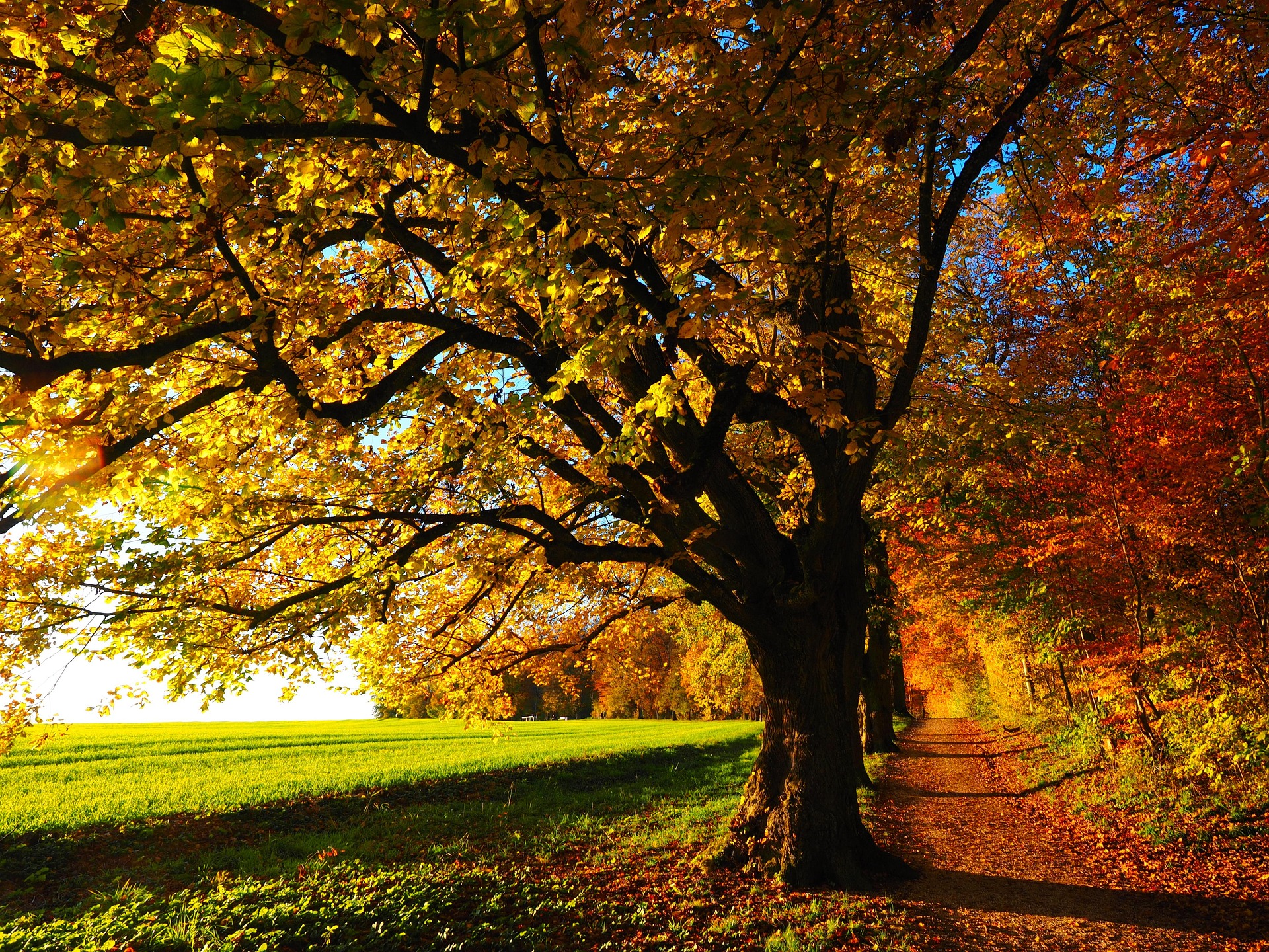 A photograph of a path along green fields, lined by colorful autumn trees.